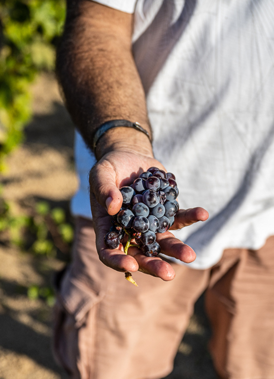 Manifesto Dikey_0004_5