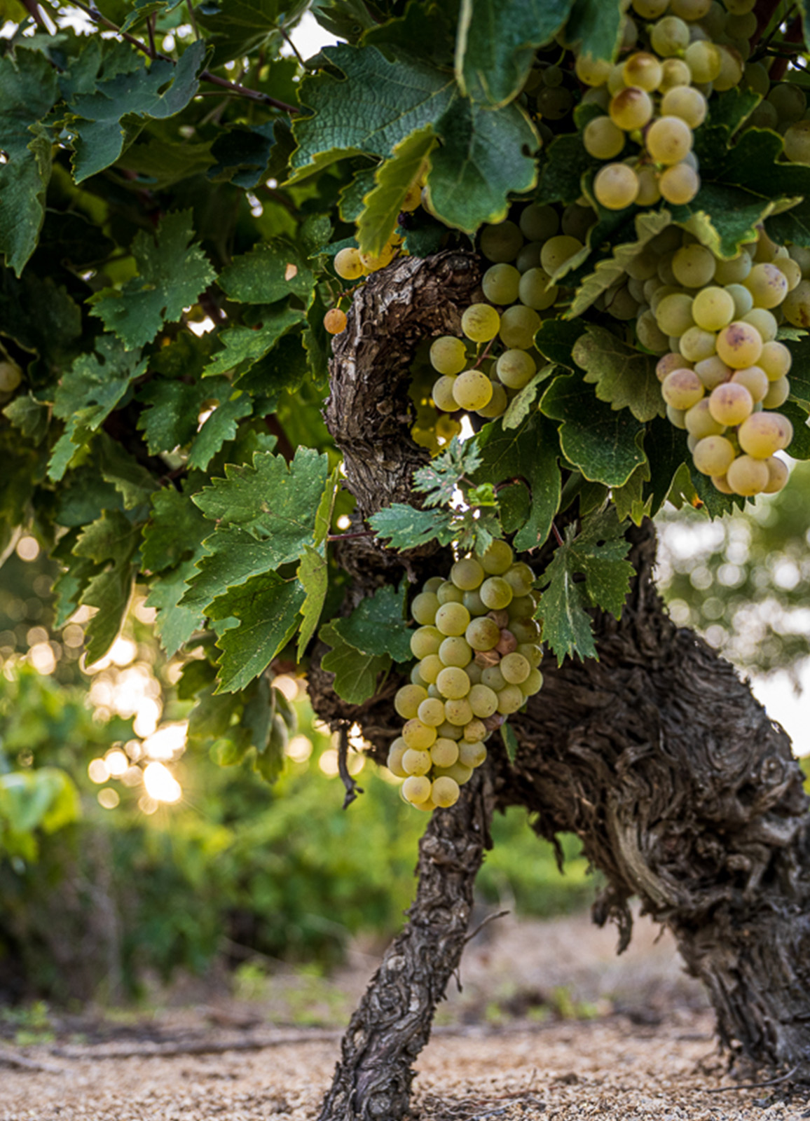 Manifesto Dikey_0006_7