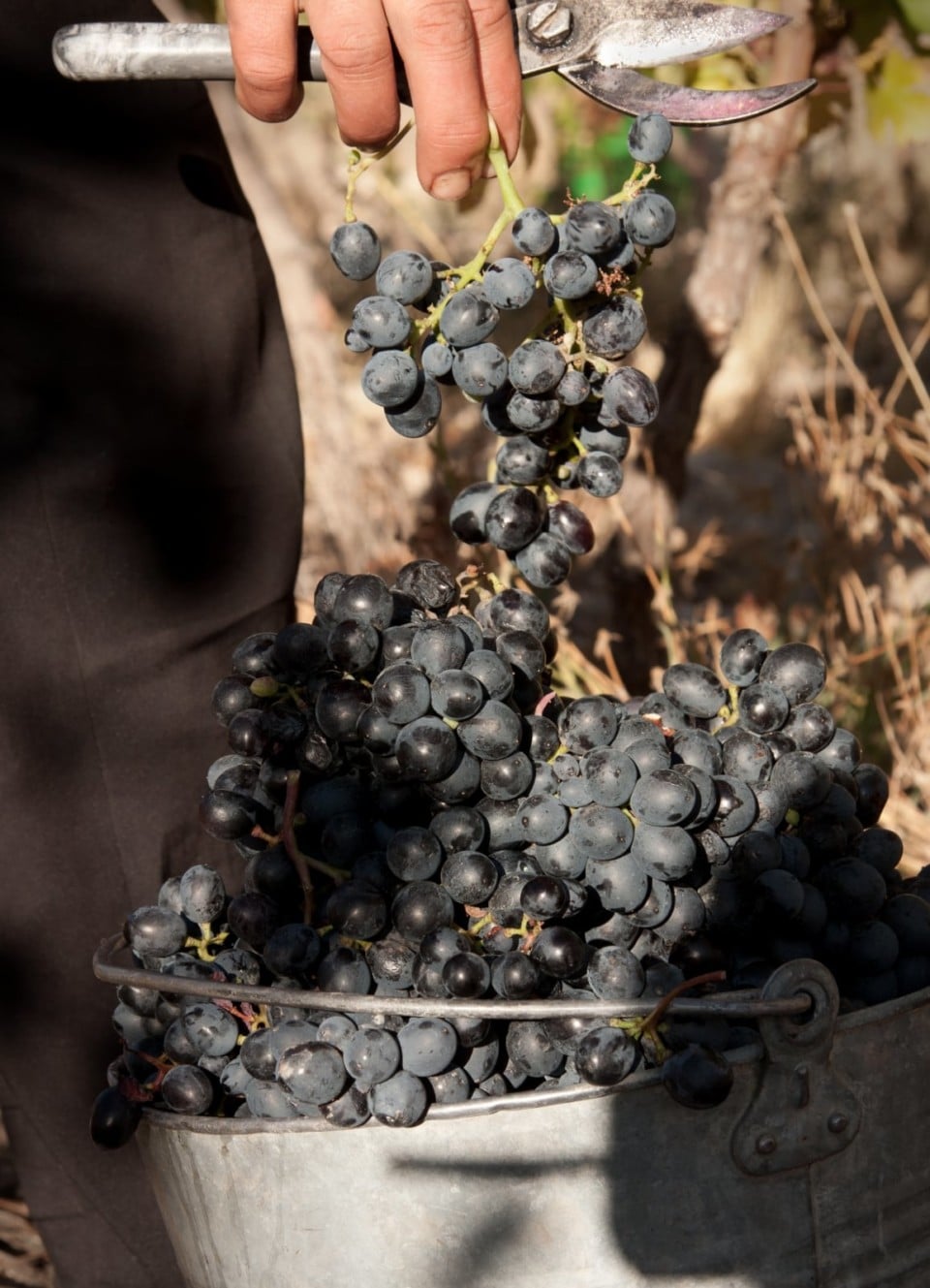 zorah-fruits-960x1329