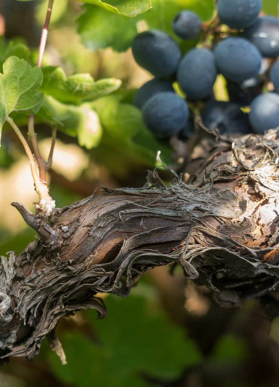 zorah-gallery-3-960x1329