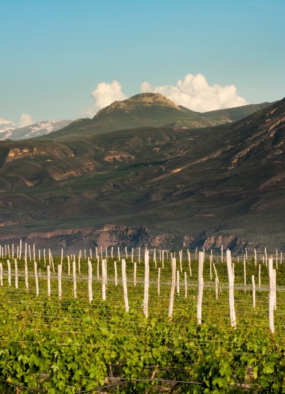 zorah-vision-gallery-960x1329